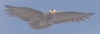 An eagle seen in Mario Kart World