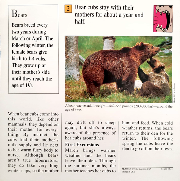 File:Baby bears quiz card back.png