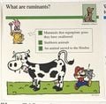 Ruminants quiz card.jpg