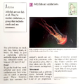 "To which scientific family does the jellyfish belong?" (back)