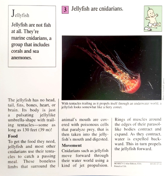 File:Jellyfish quiz card back.png