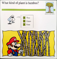 "What kind of plant is bamboo?"