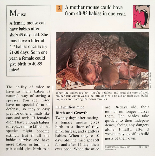 File:Babies mouse quiz card back.png