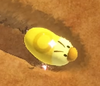 Golden-Bug Larvae