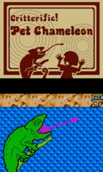 File:WWT! Pet Chameleon.jpg