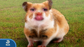 Resulting hamster