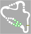 Minimap of the Mario Kart Wii iteration of Wii Mushroom Gorge