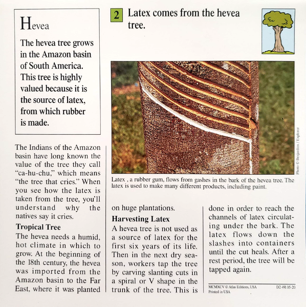 File:Latex quiz card back.png