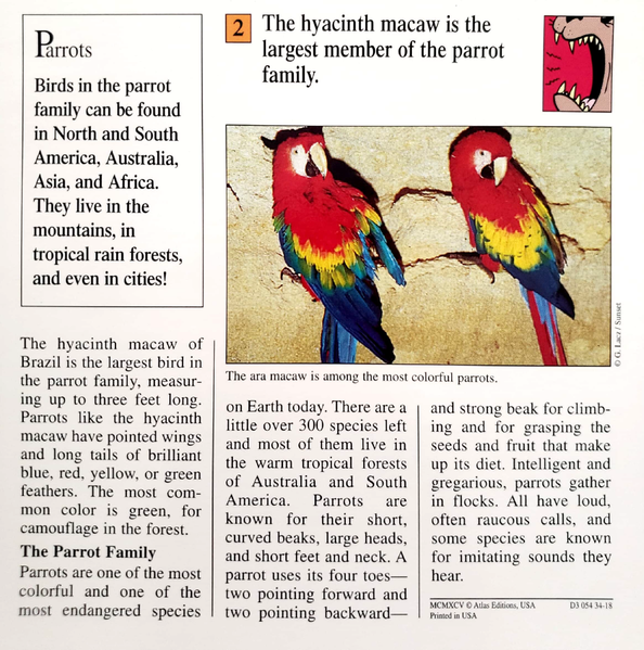 File:Hyacinth macaw quiz card back.png