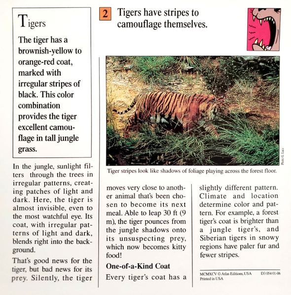 File:Striped tigers quiz card back.png
