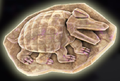 Armadillo (×10)