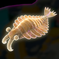 Anomalocaris (×10)