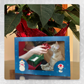 Holiday 2024 festive photo frames