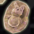 A fossil in Donkey Kong Bananza. It is invocative of Professor Chops.