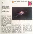 "How does a bat hunt at night?" (back)
