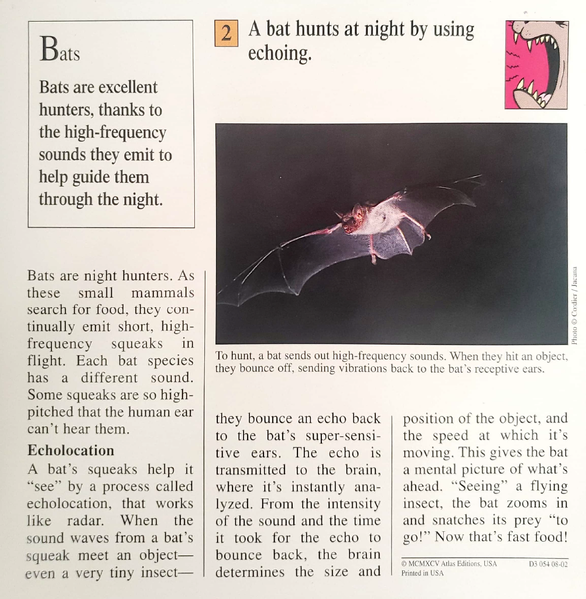 File:Bat quiz card back.png