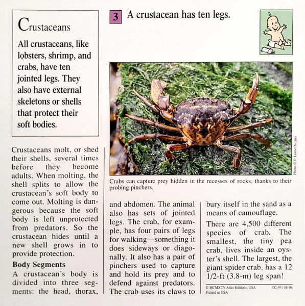 File:Crustacean quiz card back.png