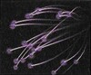 Artwork of a Black Fairy swarm from Donkey Kong Jungle Beat