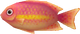 Model of a red fish from Super Mario Galaxy. It resembles an anthias.