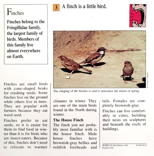 File:Finch quiz card back.png