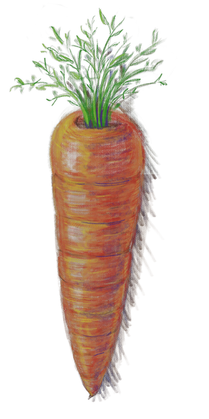 File:PMTOK pencil art carrot.png