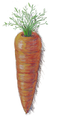 A carrot