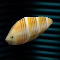 サカナのからだ2 ("Fish body 2")
