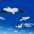 Seagulls in Peach Beach and Yoshi Circuit