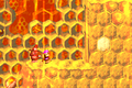 Hornet Hole DKC2 GBA.png