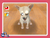 Nintendogs (WarioWare Gold)