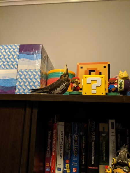 File:Porple 200 7.jpg