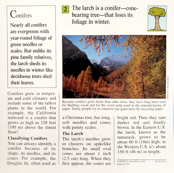 File:Larch quiz card back.png