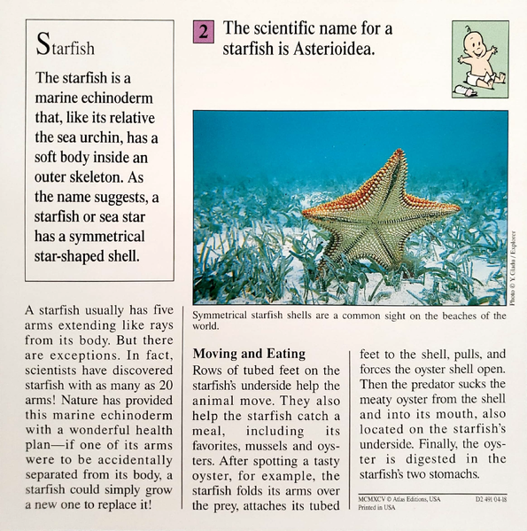 File:Starfish quiz card back.png