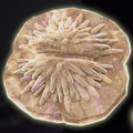 Sea Urchin (×1)