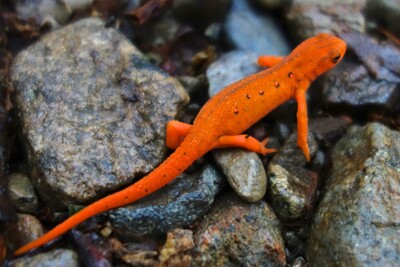 Redspottednewt-NotesOct2013.jpg