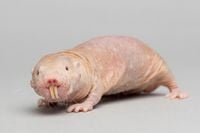 NakedMoleRat.jpg