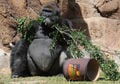 A 26-year-old Silverback Gorilla named Kelly