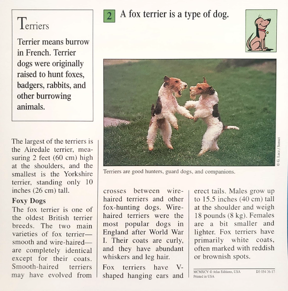 File:Fox terrier quiz card back.png