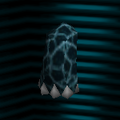 カメのあし ("Turtle leg")