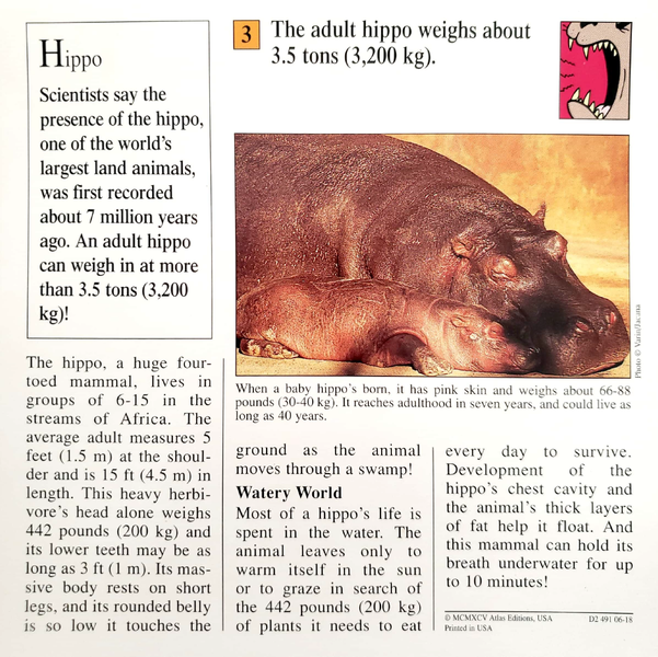 File:Adult hippo quiz card back.png