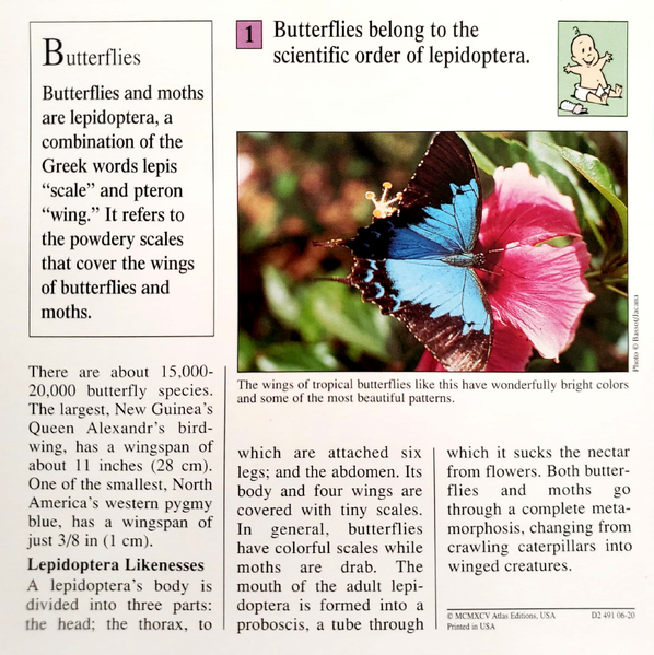 File:Order butterfly quiz card back.png