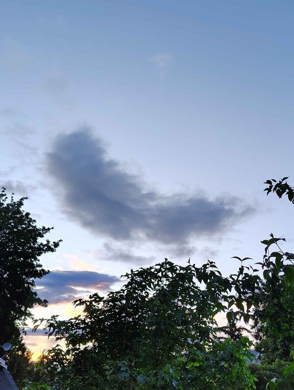 Shroom230Cloudgazing-Roserade2.jpg