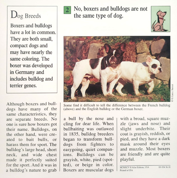 File:Boxers and bulldogs quiz card back.png
