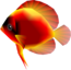Model of a red fish from Super Mario Sunshine. It resembles a discus.