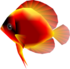 Model of a red fish from Super Mario Sunshine.