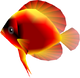 Model of a red fish from Super Mario Sunshine. It resembles a discus.