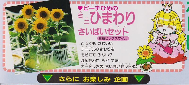 File:Peach Sunflowers 2.jpg