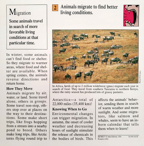 File:Migrate quiz card back.png