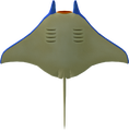 Ventral view from Mario Kart 8