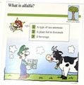 "What is alfalfa?"